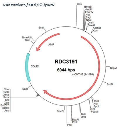 R&D Systems RDC3191 image 1