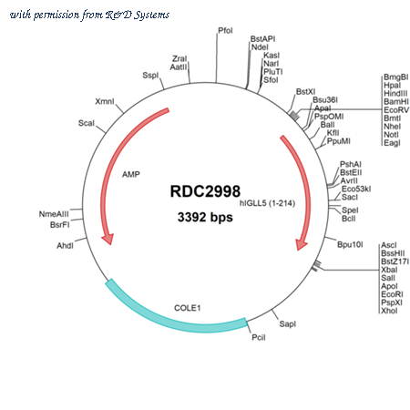 R&D Systems RDC2998 image 1
