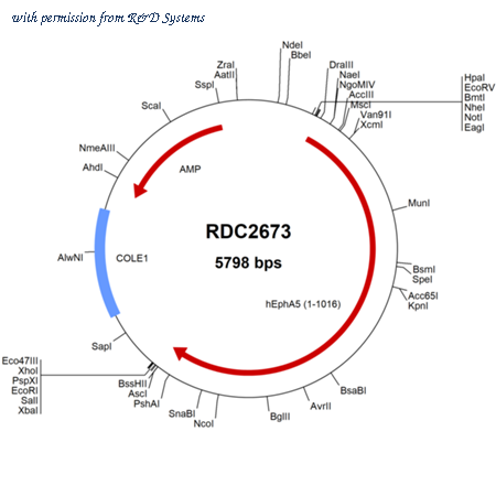 R&D Systems RDC2673 image 1