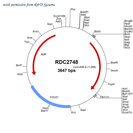 R&D Systems RDC2748 image 1