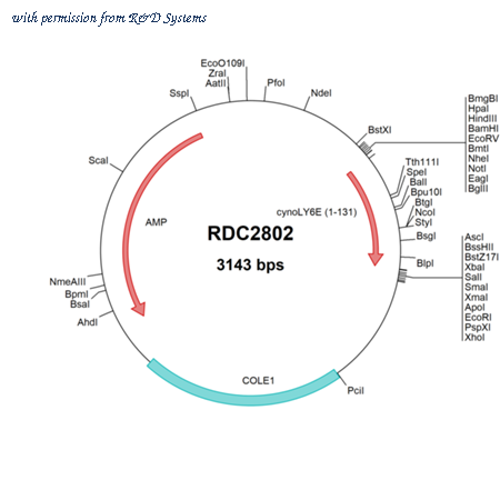 R&D Systems RDC2802 image 1