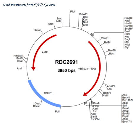 R&D Systems RDC2691 image 1