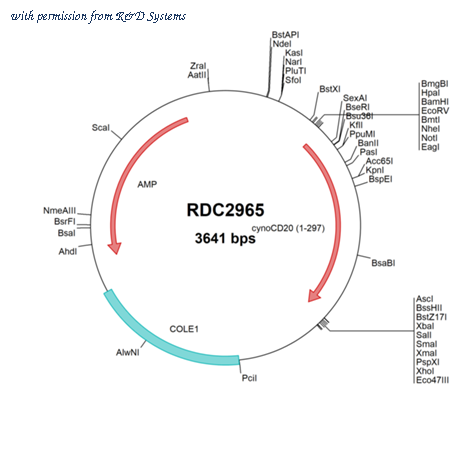 R&D Systems RDC2965 image 1