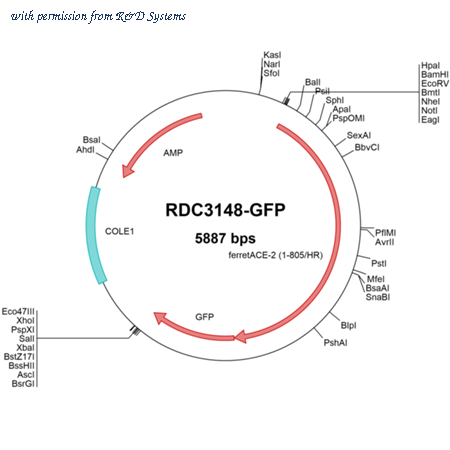 R&D Systems RDC3148-GFP image 1