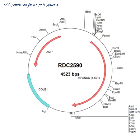 R&D Systems RDC2590 image 1