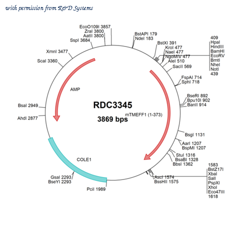 R&D Systems RDC3345 image 1