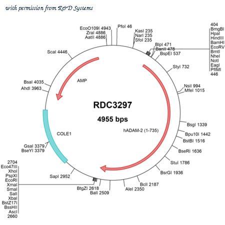 R&D Systems RDC3297 image 1