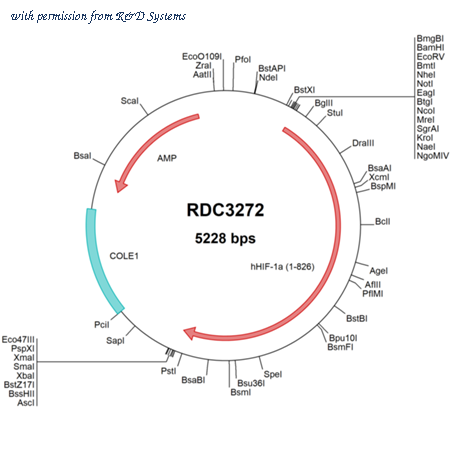 R&D Systems RDC3272 image 1