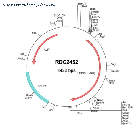 R&D Systems RDC2452 image 1