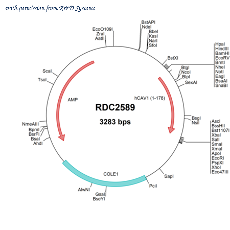 R&D Systems RDC2589 image 1
