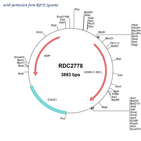 R&D Systems RDC2778 image 1