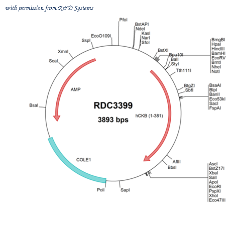 R&D Systems RDC3399 image 1