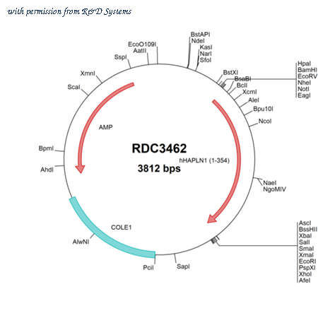 R&D Systems RDC3462 image 1