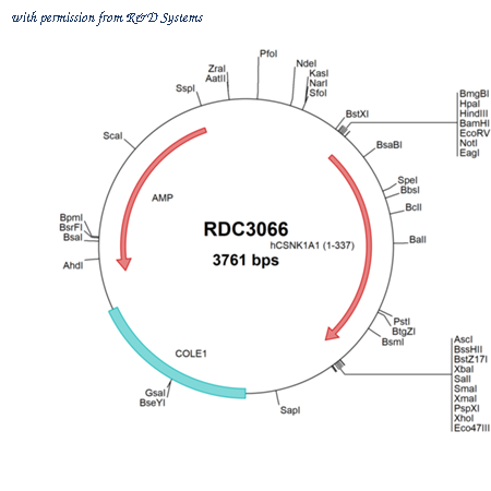 R&D Systems RDC3066 image 1