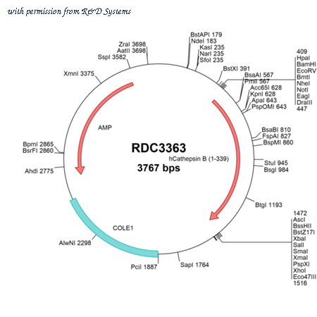 R&D Systems RDC3363 image 1
