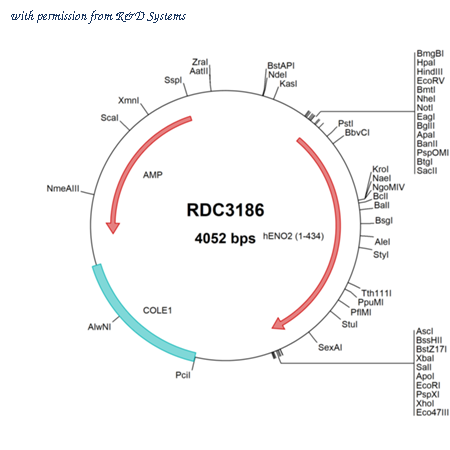 R&D Systems RDC3186 image 1