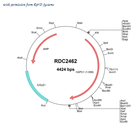 R&D Systems RDC2462 image 1