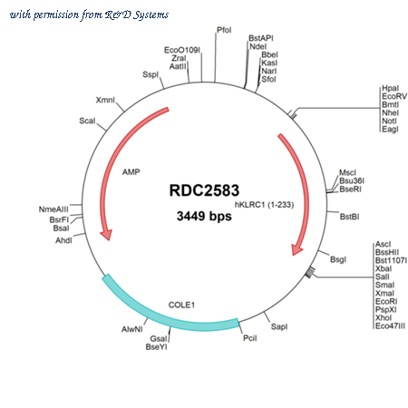 R&D Systems RDC2583 image 1