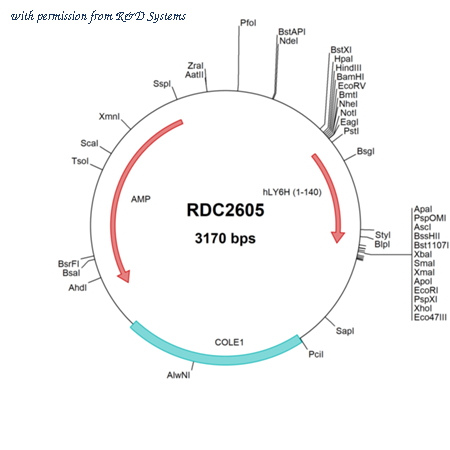 R&D Systems RDC2605 image 1
