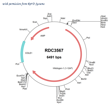 R&D Systems RDC3567 image 1