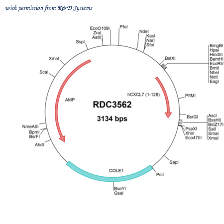 R&D Systems RDC3562 image 1
