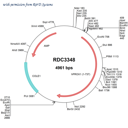 R&D Systems RDC3348 image 1