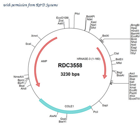R&D Systems RDC3558 image 1
