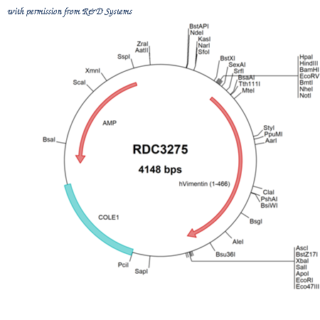 R&D Systems RDC3275 image 1