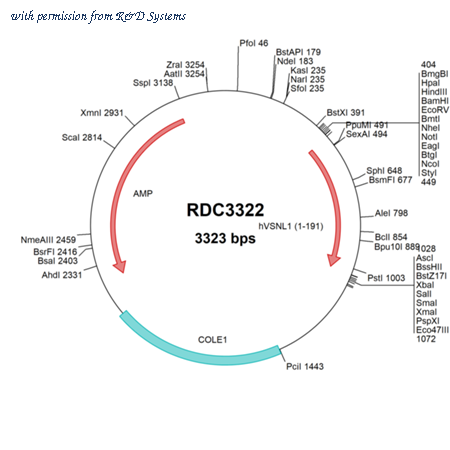 R&D Systems RDC3322 image 1
