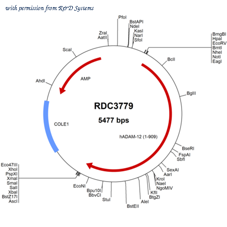 R&D Systems RDC3779 image 1