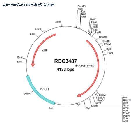 R&D Systems RDC3487 image 1