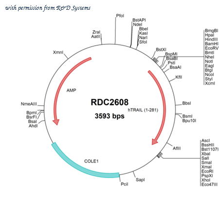 R&D Systems RDC2608 image 1