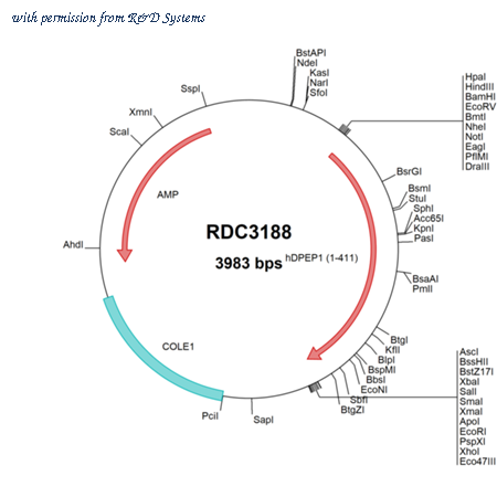 R&D Systems RDC3188 image 1