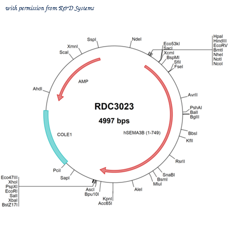 R&D Systems RDC3023 image 1