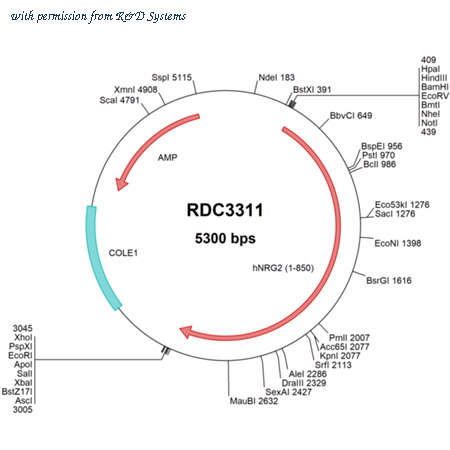 R&D Systems RDC3311 image 1