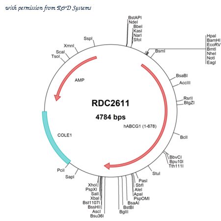 R&D Systems RDC2611 image 1
