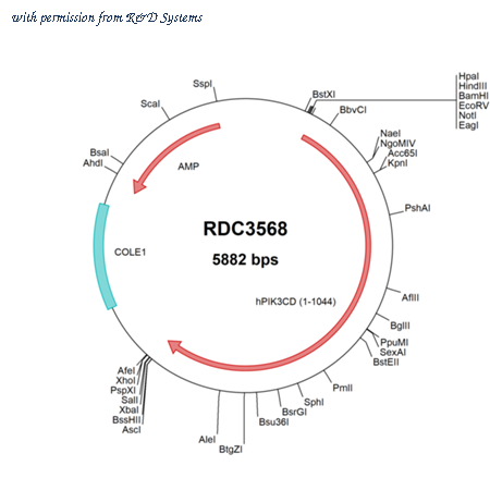 R&D Systems RDC3568 image 1
