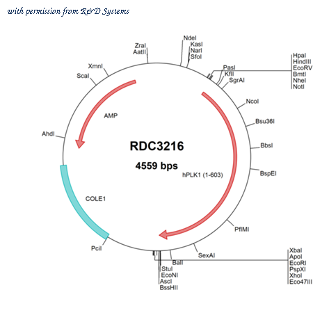 R&D Systems RDC3216 image 1