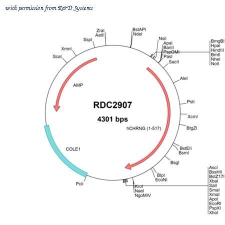 R&D Systems RDC2907 image 1