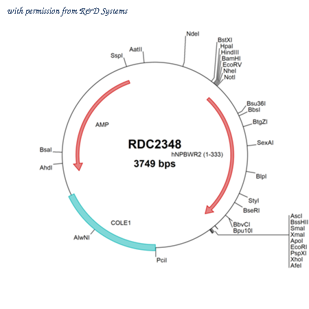 R&D Systems RDC2348 image 1