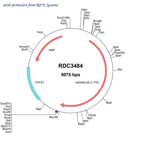 R&D Systems RDC3484 image 1