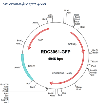 R&D Systems RDC3061-GFP image 1