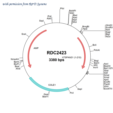 R&D Systems RDC2423 image 1