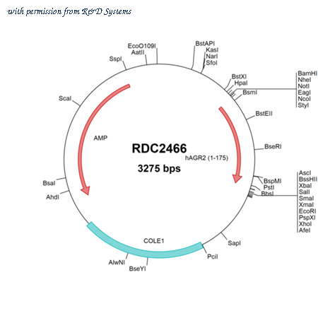 R&D Systems RDC2466 image 1