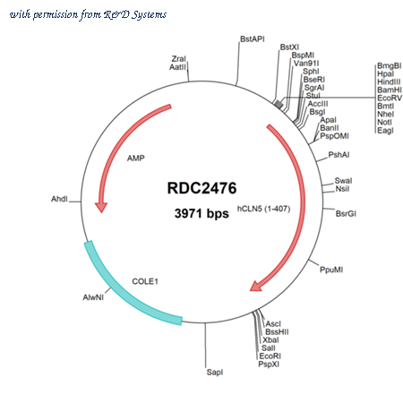 R&D Systems RDC2476 image 1