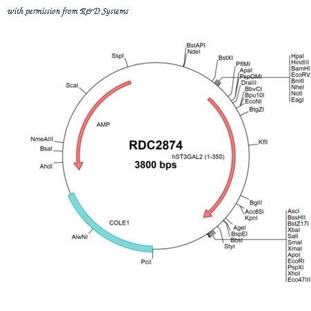 R&D Systems RDC2874 image 1