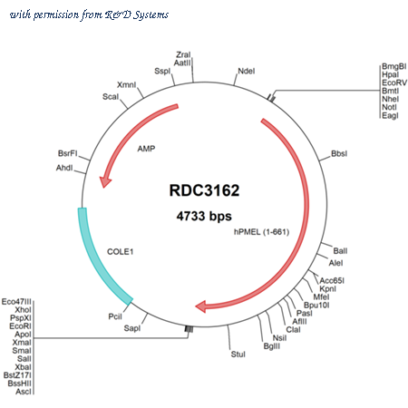 R&D Systems RDC3162 image 1