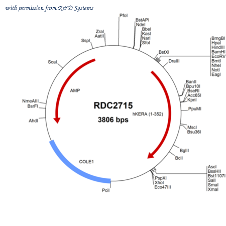 R&D Systems RDC2715 image 1