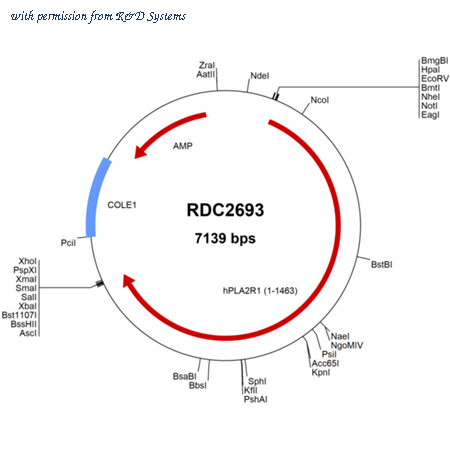 R&D Systems RDC2693 image 1