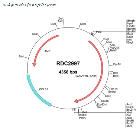 R&D Systems RDC2997 image 1